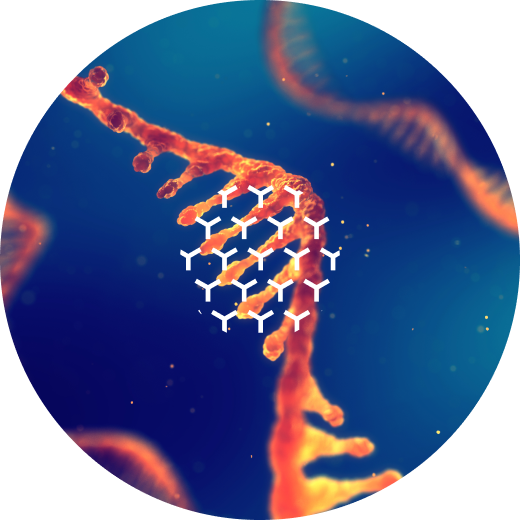 ADN molecure image