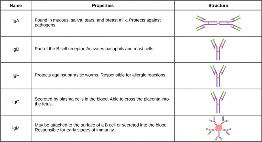 classes of antibodies